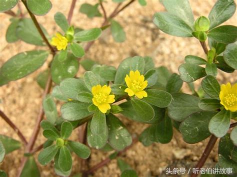 馬齒莧盆栽|9種「馬齒莧花」，2種變異成彩色，1種長到2米高，。